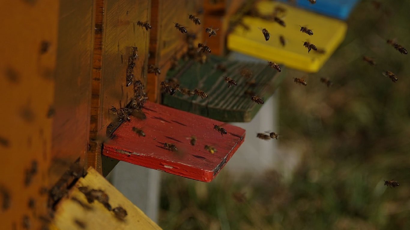 Understanding Colony Collapse Disorder (CCD) and Supporting Bee Health