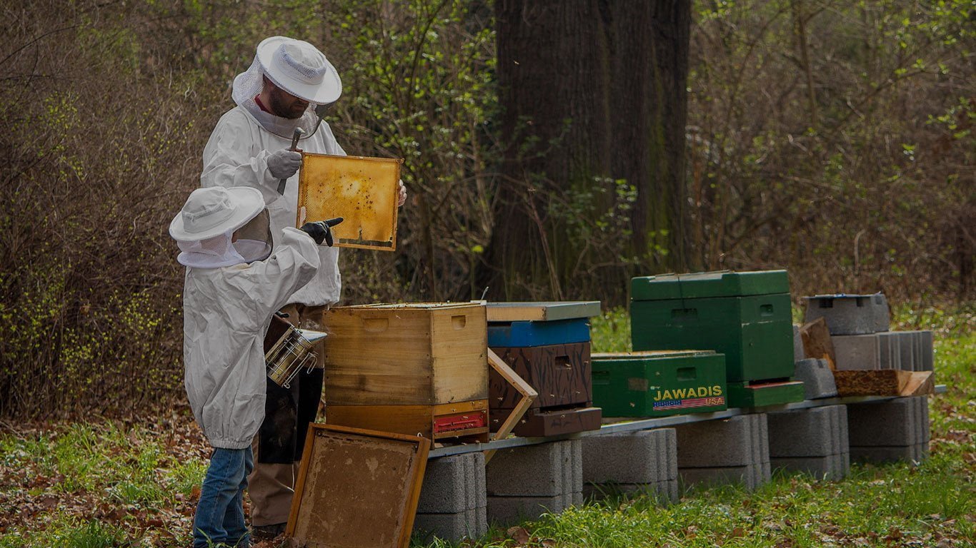 What is the Best Material for a Bee Suit? A Comprehensive Guide for Beekeepers