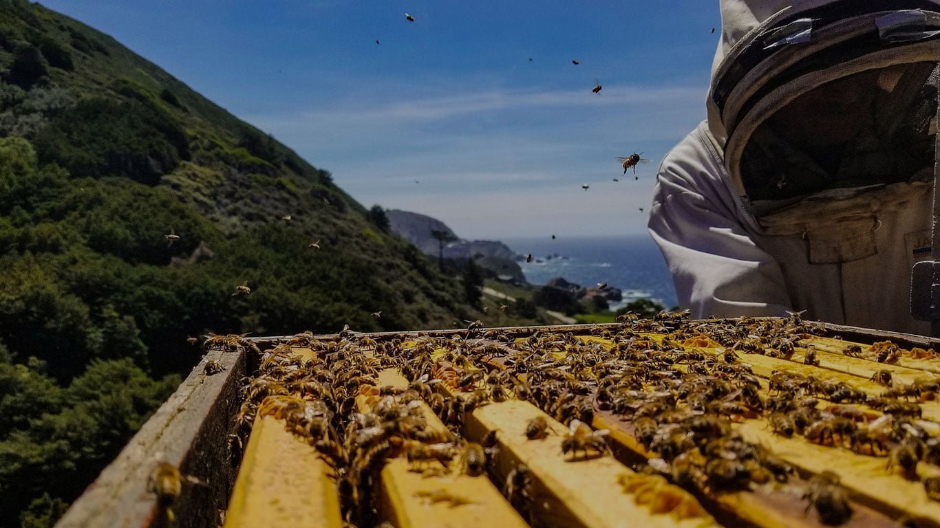 Buzzing in the City: The Rise of Urban Beekeeping and the Essential Role of Beekeeping Jackets