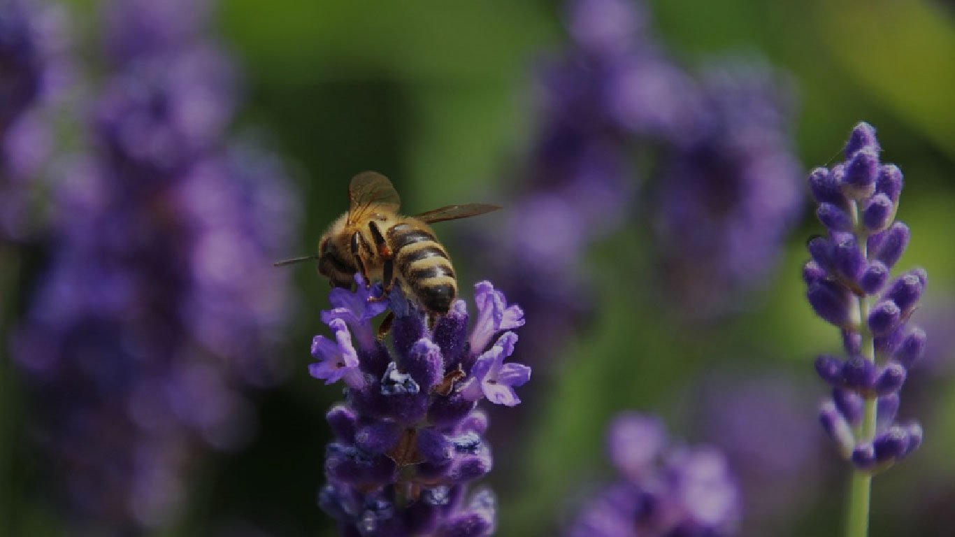 Embracing Modern Beekeeping: Trends and Essential Gear for Success