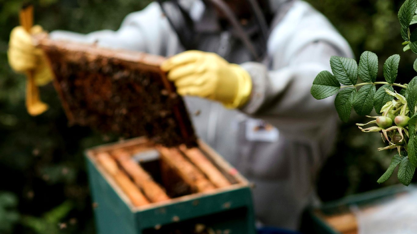 Beekeeper Safety and Apparel: Essential Gear for Protection and Comfort