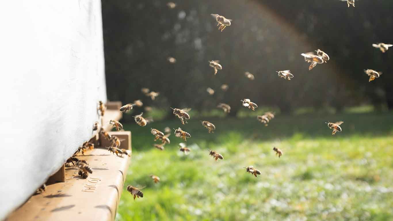 Can Bees Sting Through a Bee Suit? Understanding Bee Suit Protection