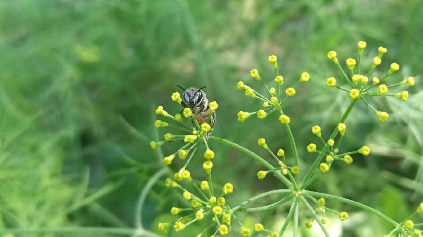 Technological Innovations in Beekeeping: Enhancing Practices and Bee Health